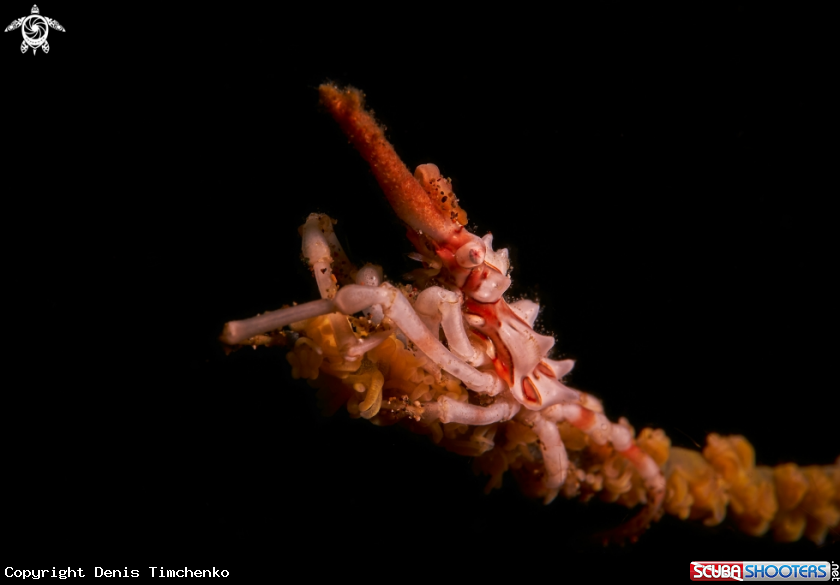 Wire coral crab