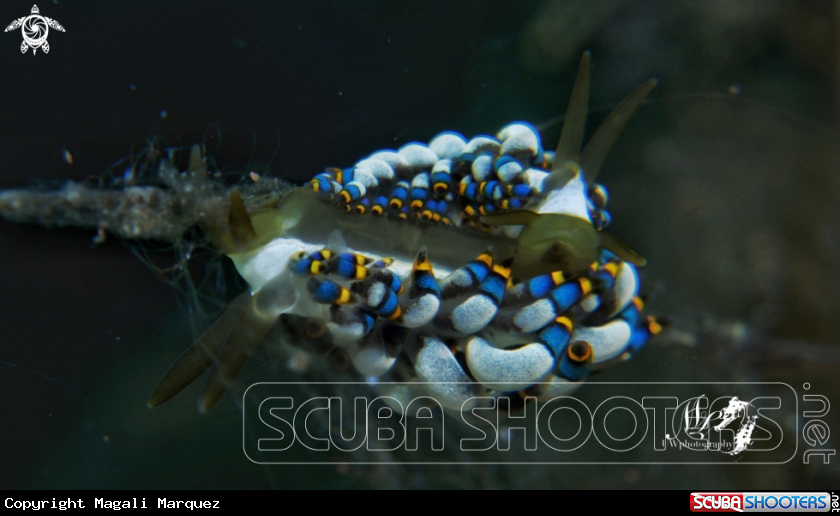 Double nudibranch 