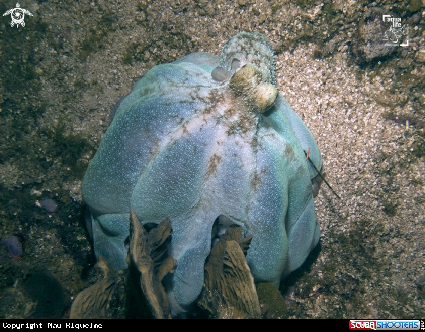 A Caribbean Reef Octopus