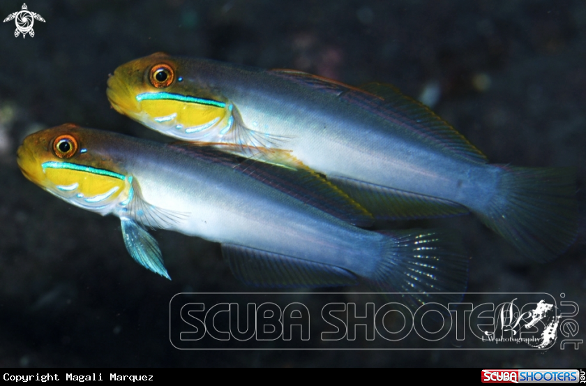 Couples Sleeper Gold Head Goby 