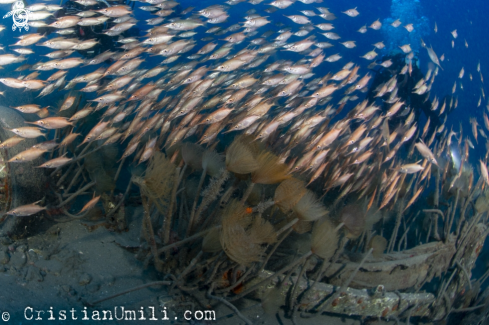 A Macroramphosus scolapax | Mediterranean trumpet fish