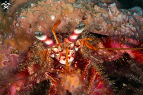 A Paguroidea | Hermit crab