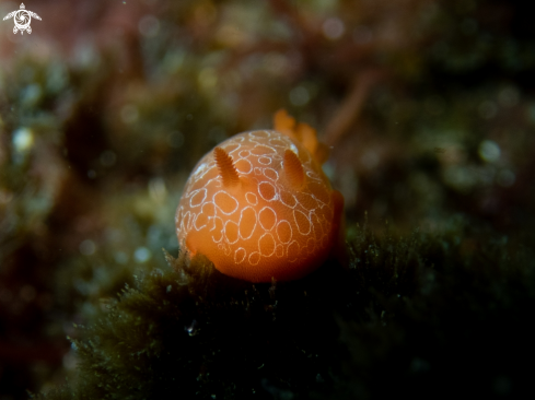 A Discodoris rosi | Nudibranch
