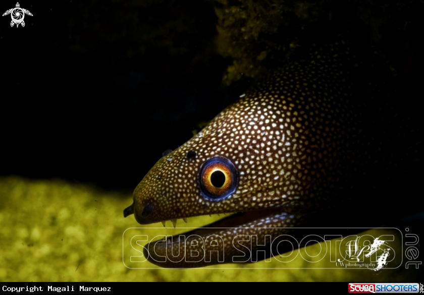 Gold spotted Morey eel 
