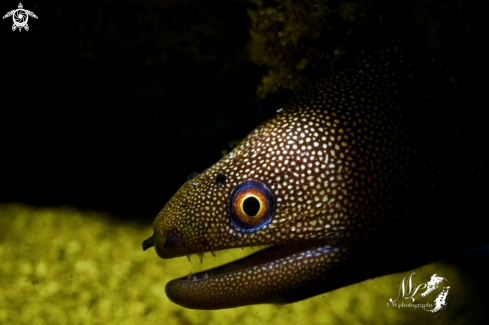 A Golden morey eel 