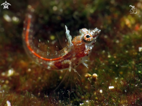 A Smoothhead Glass Blenny