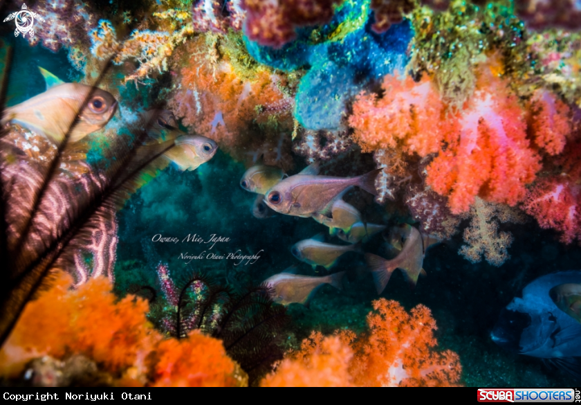 Sweepers swim between colorful soft coral