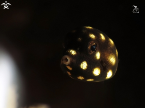 A Lactophrys triqueter | Juvenile Smooth Trunkfish