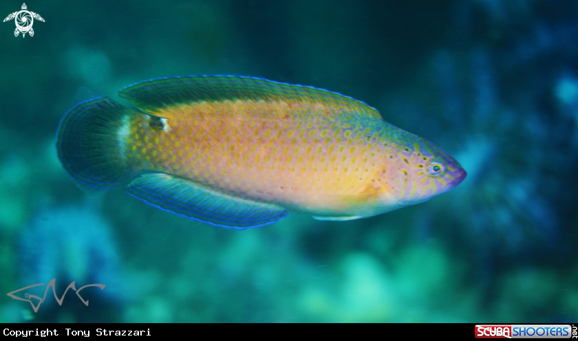 Black-spotted Wrasse