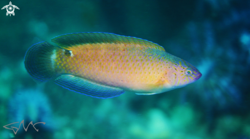 A Black-spotted Wrasse