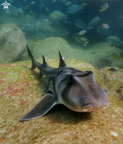 A Heterodontus portusjacksoni | Port Jackson shark