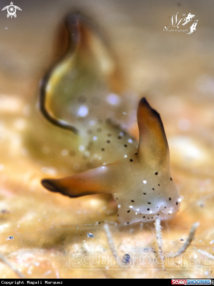 Portrait sea slug 