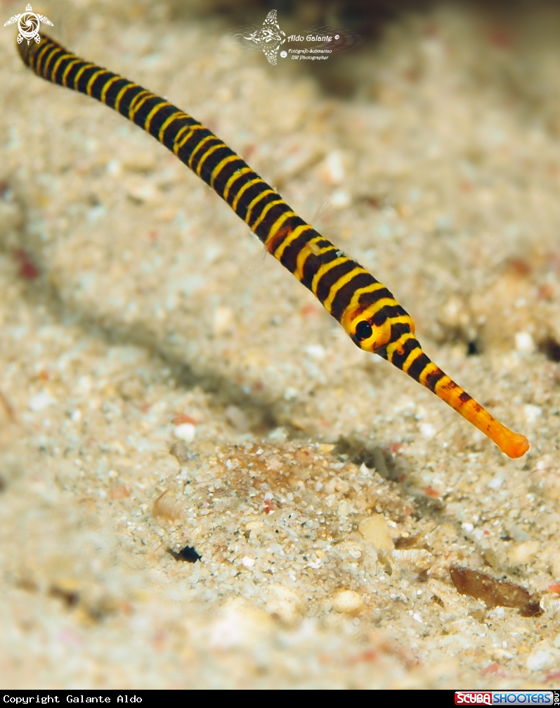 A Yellow Multibanded Pipefish