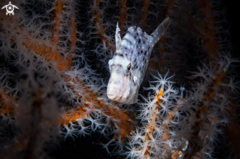 A Acreichthys tomentosus | Filefish