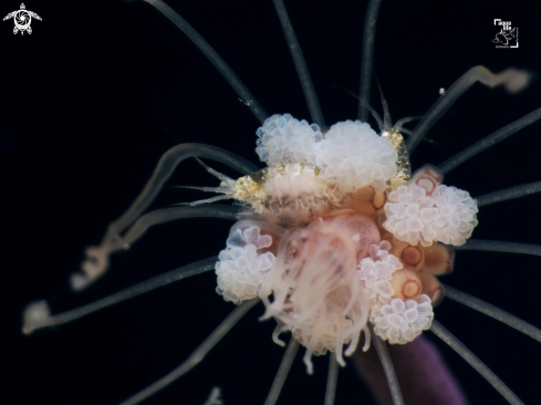 A Amphipod on Solitary Gorgonian Hydroid 