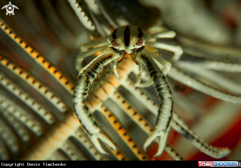 Feather star squat lobster 