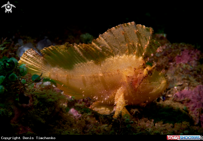 Â Leaf Scorpionfish