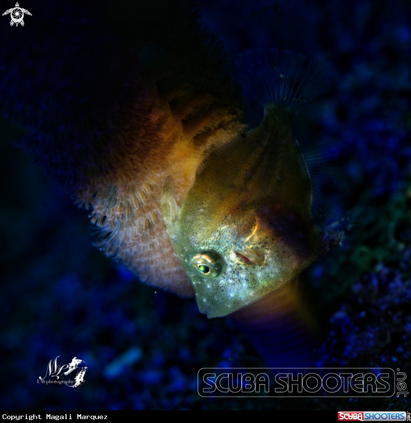 Filefish juvenile 