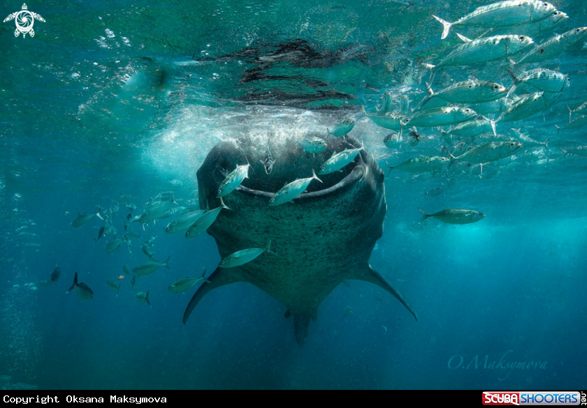 A Whale shark 