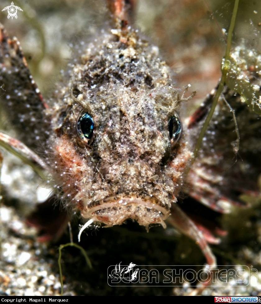 Portrait Stingfish 