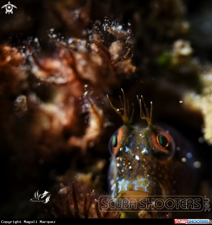 Blenny with Retra snoot 