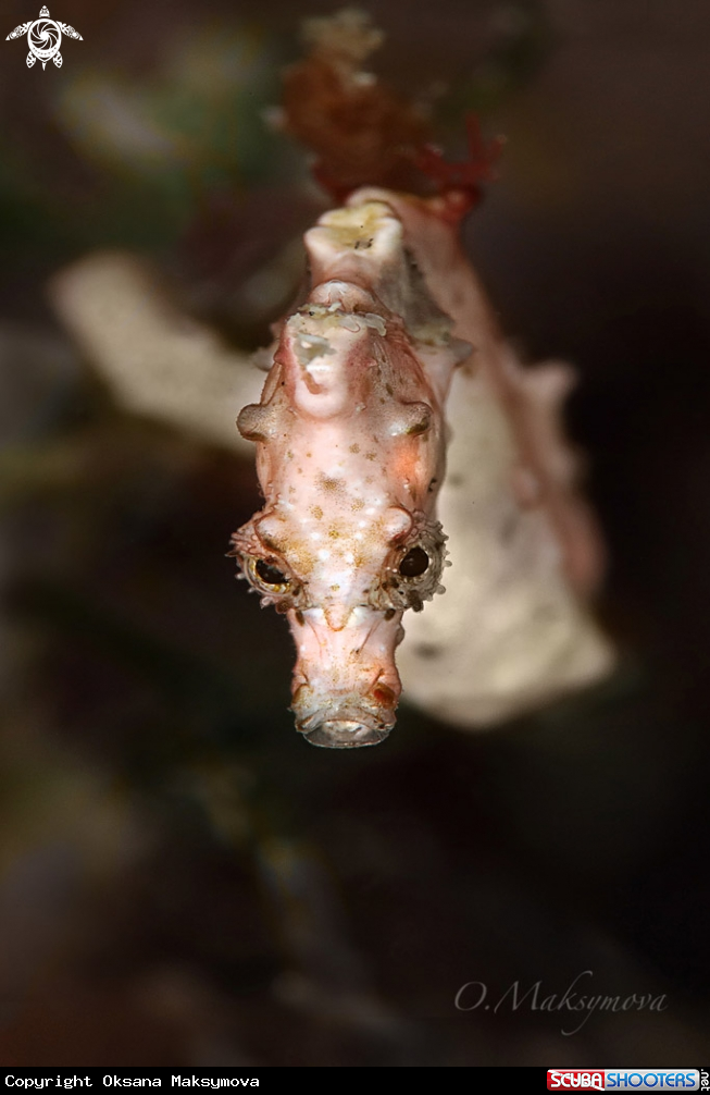 A Pontoh's pygmy seahorse (Hippocampus pontohi