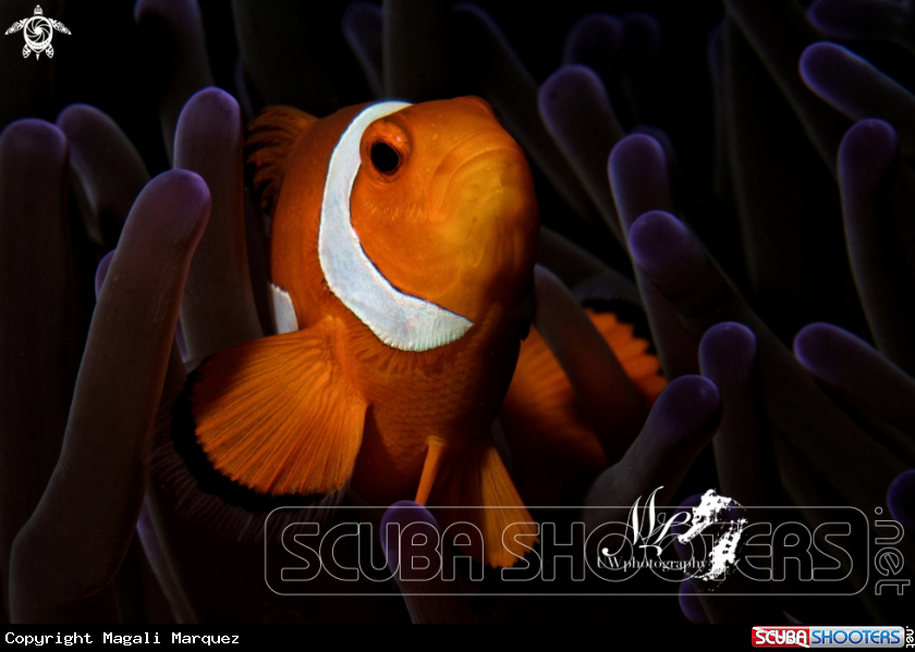 Clownfish with Retra snoot 