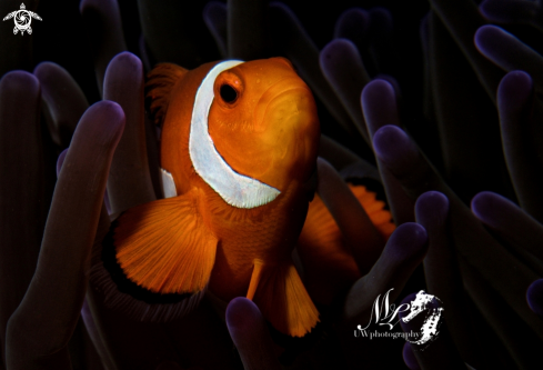 A Amphiprioninae  | Clownfish with anemona 
