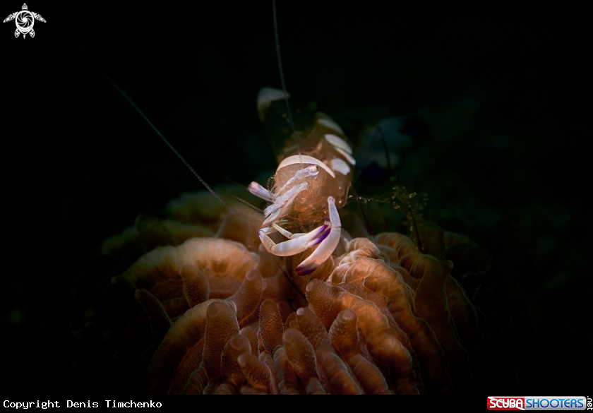 Magnificent anemone shrimp