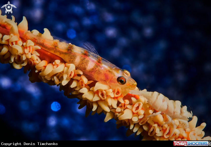 Whip coral goby  &  Barred Wire Coral Shrimp 