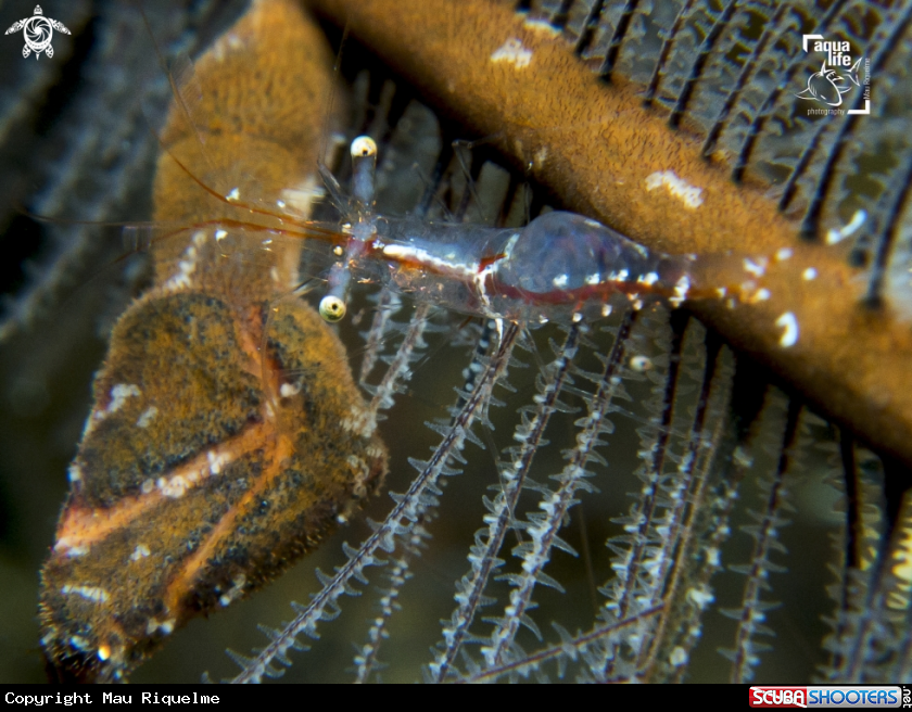 A Black Coral Shrimp