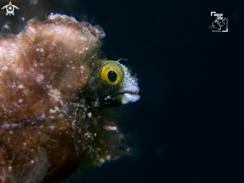 A Acanthemblemaria spinosa | Spinyhead Blenny