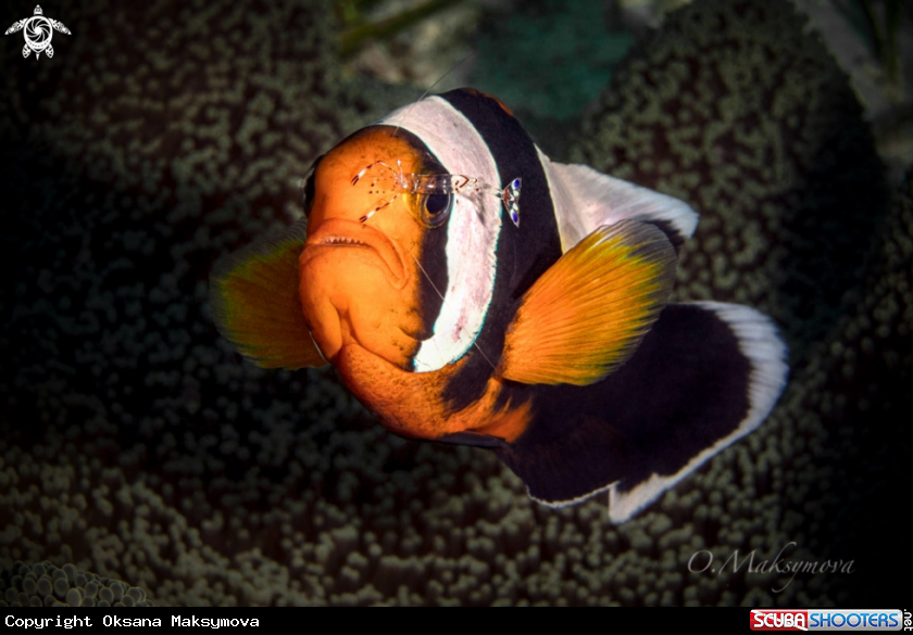 A Anemone fish with shrimp 