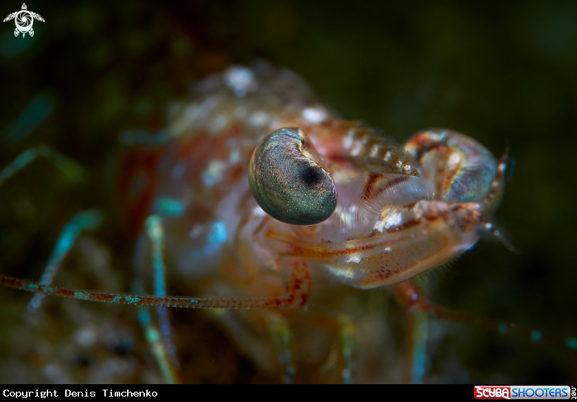 eye of the shrimp
