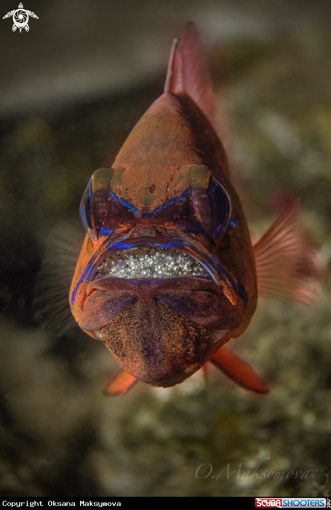 A Ring-tailed cardinalfish (Ostorhinchus aureus), male protecting and incubating eggs in mouth