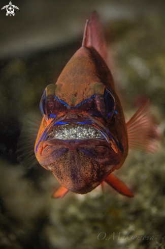 A Ring-tailed cardinalfish (Ostorhinchus aureus), male protecting and incubating eggs in mouth