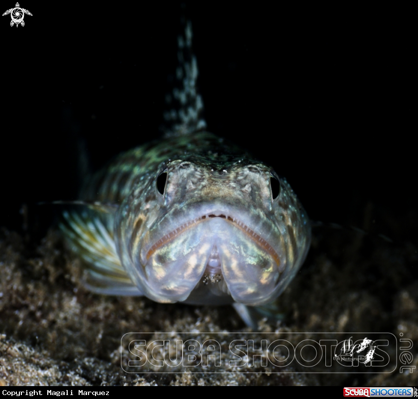 LizardFish 