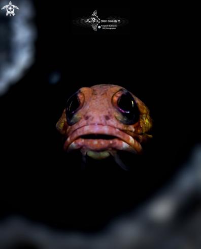 A Jawfish 