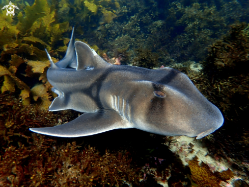 A Port Jackson shark