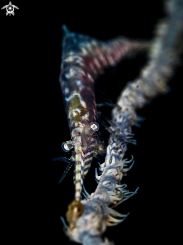 A Tozeuma armatum | Sawblade Shrimp 