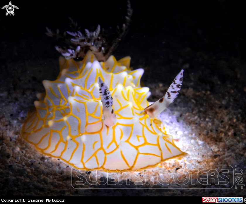 A Gold Lace nudibranch