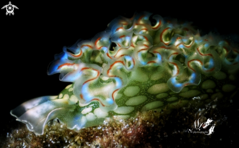 A Lettuce nudibranch 