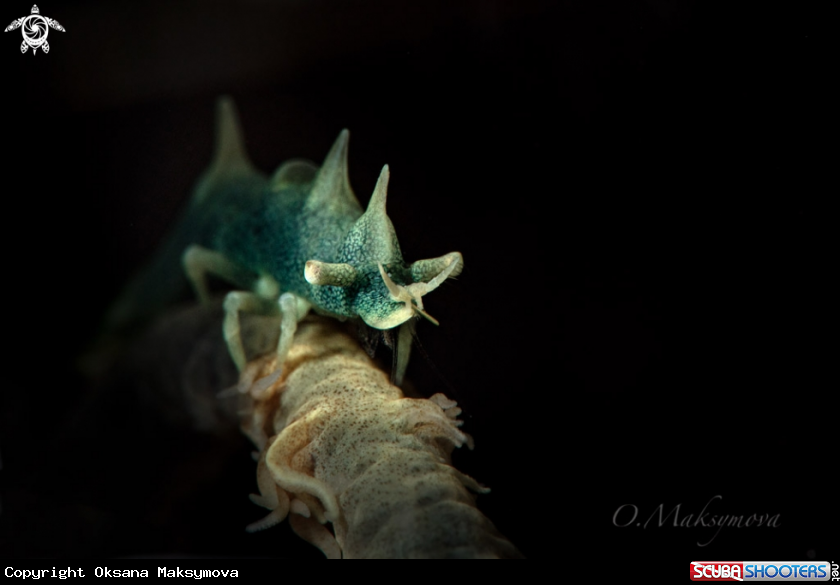 A Dragon shrimp (Miropandalus hardingi)