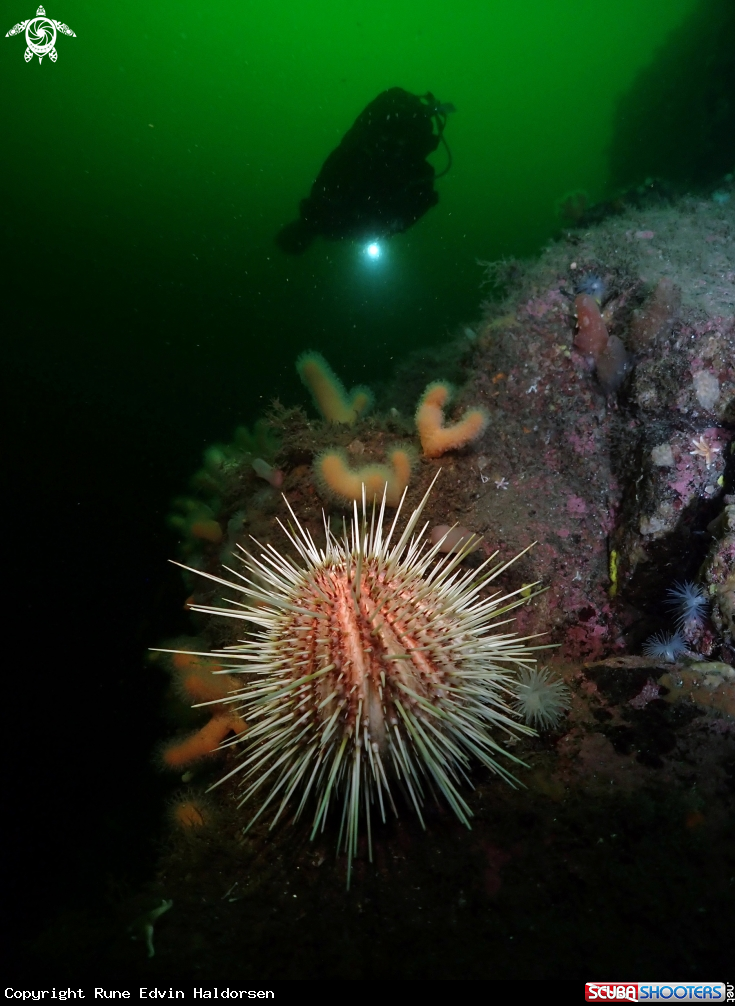 A Sea urchin & diver