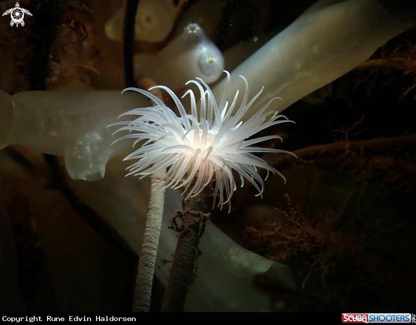 A Sealoch anemone
