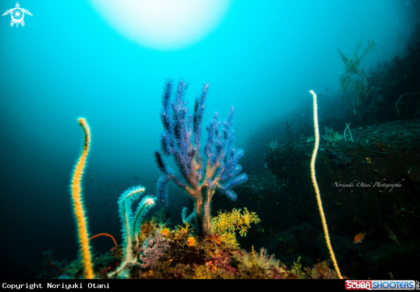Gorgonian Sea Whip and Sunlight 