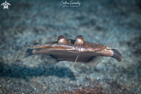 A Bothus podas | Wide-eyed flounder