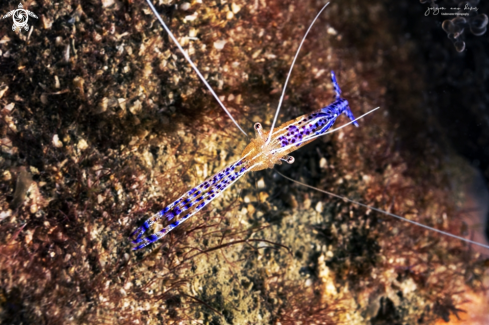 A Periclimenes pedersoni | Pederson cleaner shrimp