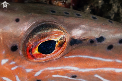A Aulostomus maculatus | Trumpetfish