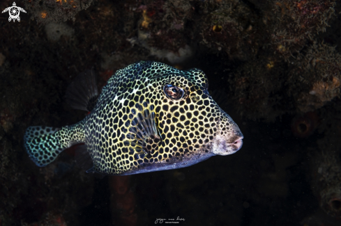 A Lactophrys bicaudalis | Spotted Trunkfish